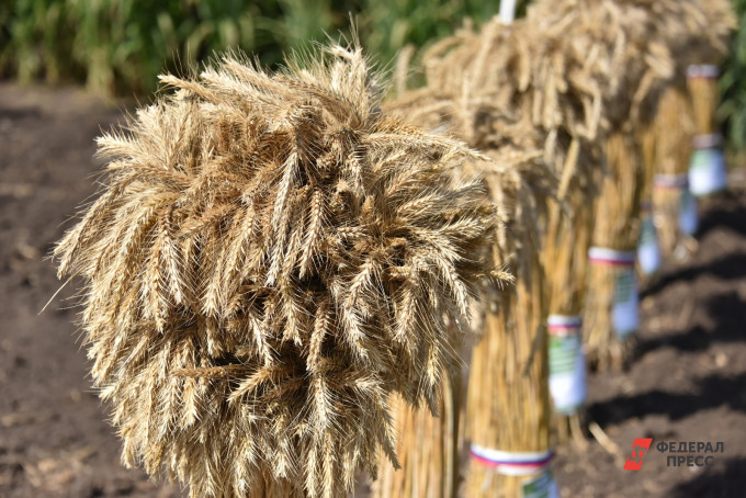 В Тюменской области могут установить абсолютный рекорд по урожайности