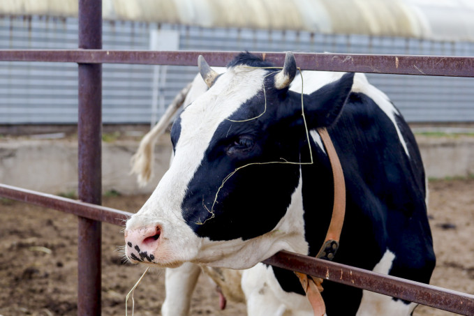 Россельхознадзор зафиксировал убой зараженного скота в Тюменской области