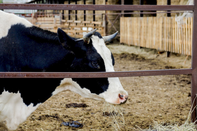 В тюменском поселке ввели карантин по бешенству животных