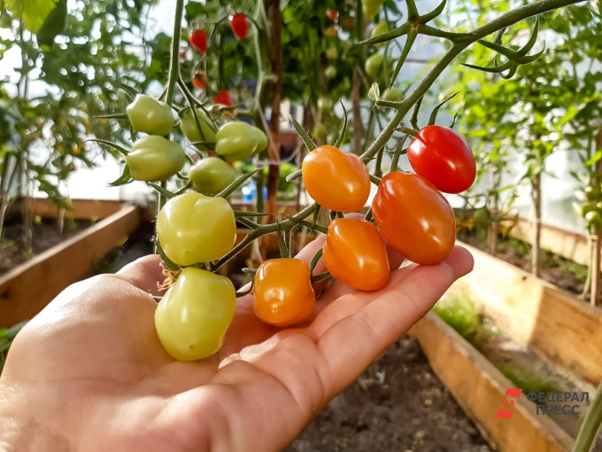 В Тюменской области урожай овощей превысил 34 тысячи тонн