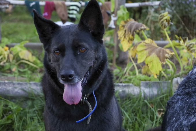 В одном из сел Тюменской области ввели карантин по бешенству животных