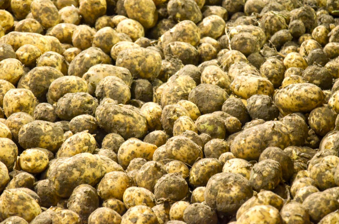 Тюменские аграрии собрали более 170 тысяч тонн картофеля