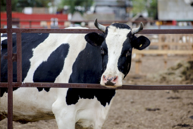 В двух населенных пунктах Тюменской области ввели карантин