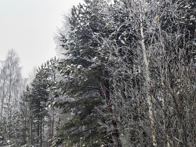В ХМАО на смену плюсовой температуре снова придет дождь, метель и гололедица