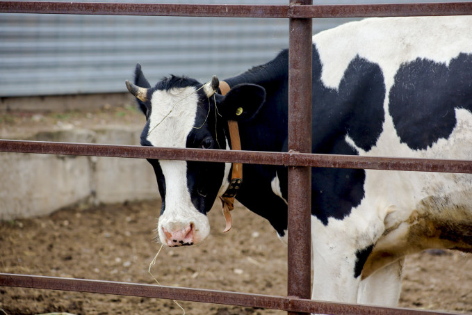 На территории Казанского округа отменили карантин по бешенству животных