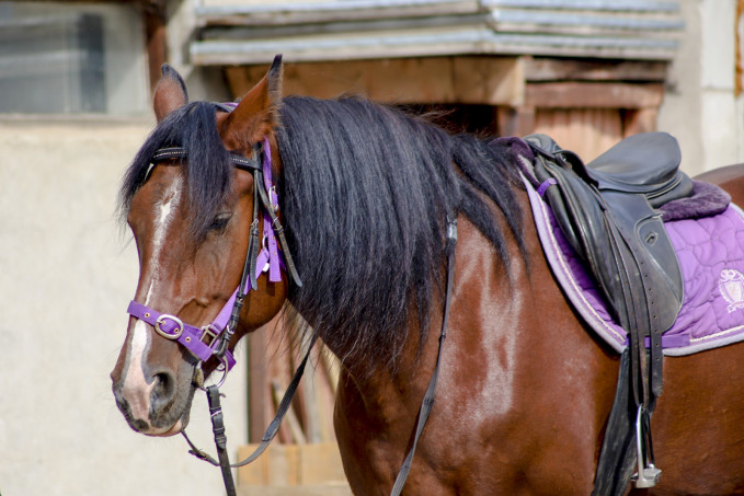 Под Тюменью хотят создать особо охраняемую территорию для терм и конно-спортивного комплекса