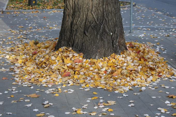 В Тюмени в День народного единства похолодает до -10 градусов