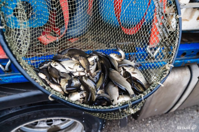 ММК продолжил зарыбление Магнитогорского водохранилища