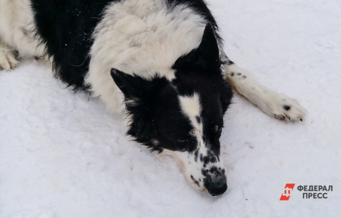 Еще в одном тюменском муниципалитете ввели карантин