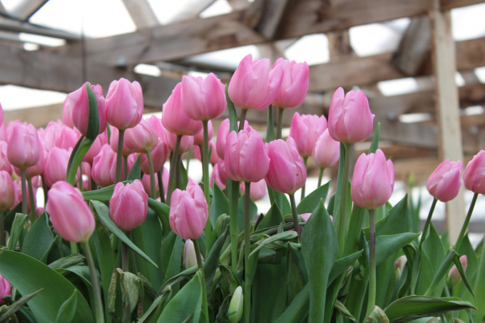 В мэрии Екатеринбурга рекомендовали покупать цветы к 8 Марта на базарах