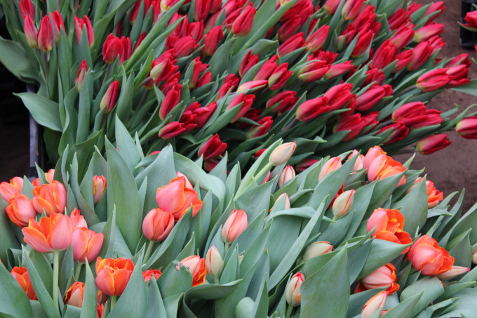 В преддверии 8 Марта средний чек на букеты вырастет на 34%