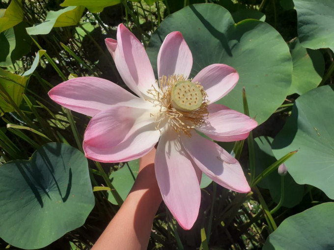 Россиянам запретили выращивать мимозу, лотос и шалфей