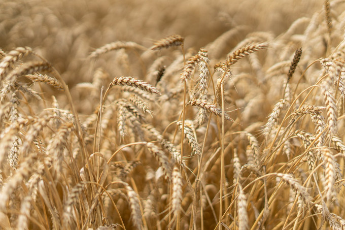 Россия планирует занять четверть мирового рынка поставок пшеницы