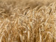 Россия планирует занять четверть мирового рынка поставок пшеницы