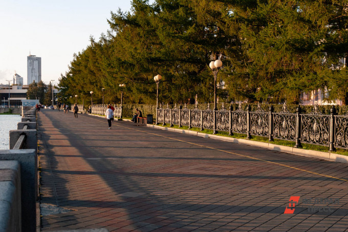 На Плотике в Екатеринбурге высадили кедры