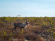 Ученые при поддержке «Роснефти» сохраняют популяцию северного лесного оленя в Тюменской области