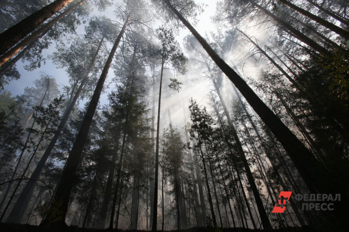В Свердловской области площадь лесных пожаров выросла почти в 3 раза