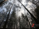 В Свердловской области площадь лесных пожаров выросла почти в 3 раза