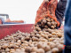 В Челябинской области на 40% выросли цены на картофель
