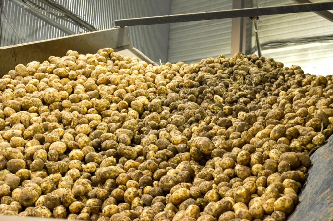 В Курганской области резко выросли цены на картофель
