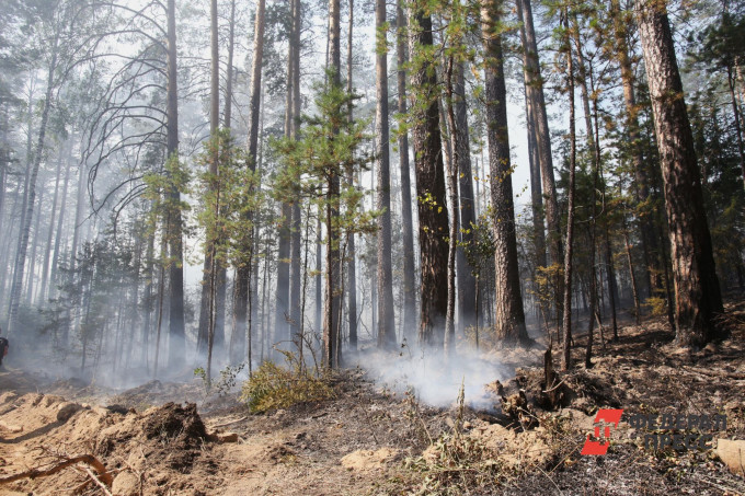 В этом году количество лесных пожаров в Екатеринбурге сократилось в 14 раз