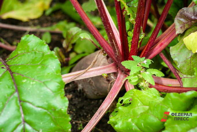 В Курганской области резко подешевели свекла и помидоры