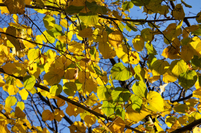 Синоптик Пулин рассказал, когда в Свердловской области закончится бабье лето