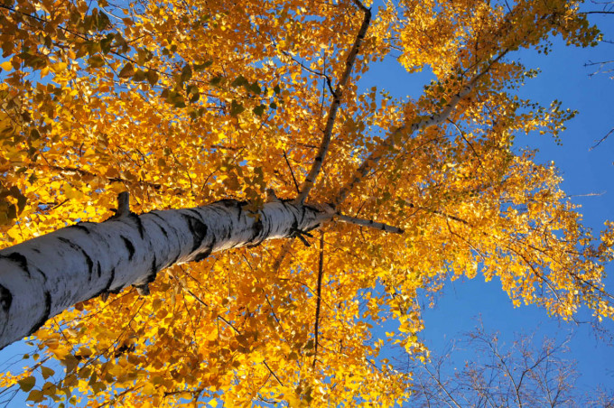 В Кургане ожидаются температурные качели от +2 до +26 градусов