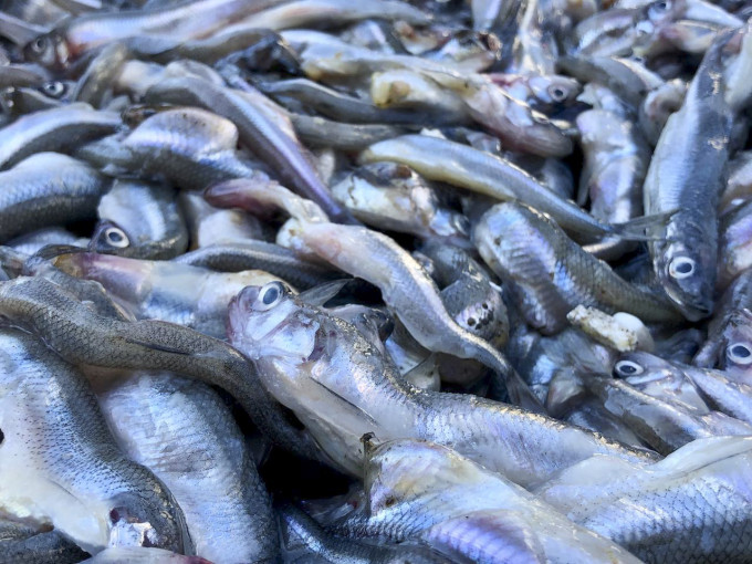 Екатеринбургское предприятие отправило в ОАЭ более 640 килограммов рыбы