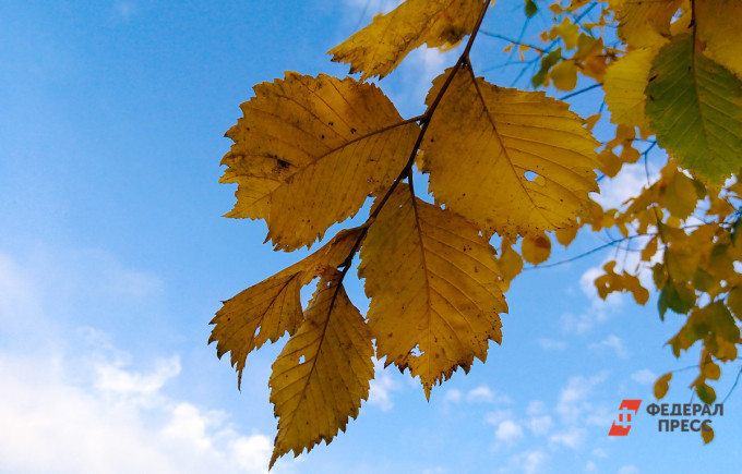 Предстоящая неделя в Свердловской области будет теплой
