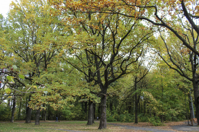 Площадь зеленого фонда Екатеринбурга увеличат до 208 гектаров