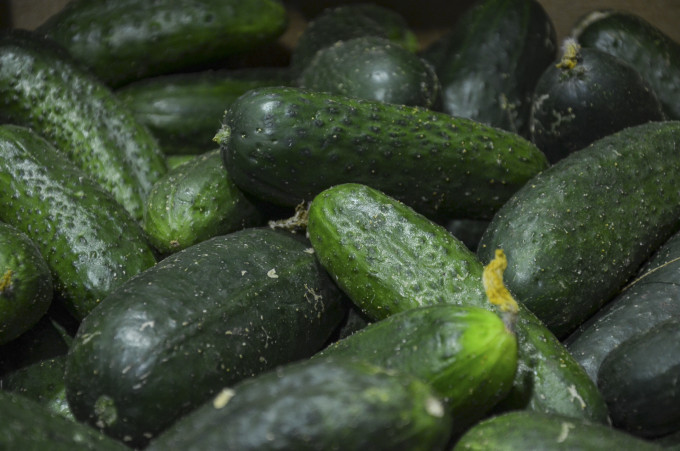 В Курганской области снова дорожают огурцы