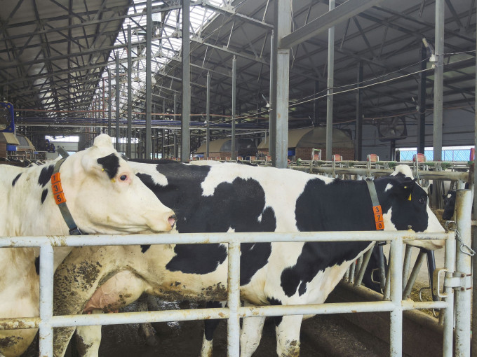 В Свердловской области ощутимо снизилась численность коров