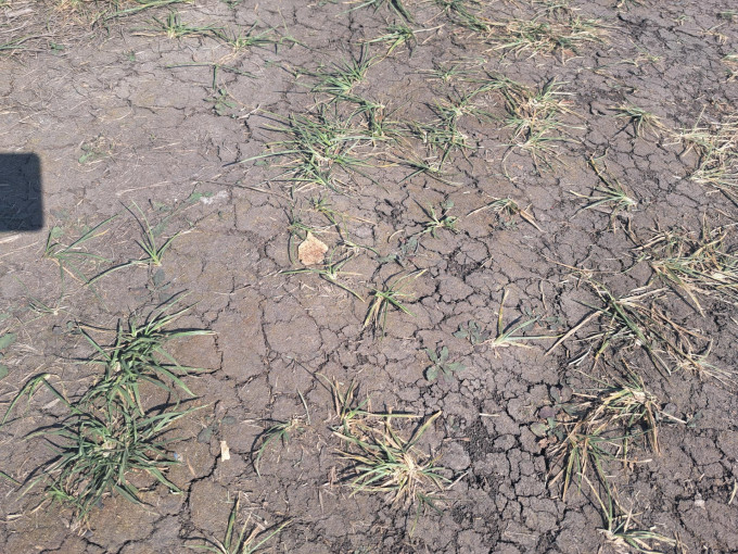В Курганской области наблюдаются первые признаки засухи