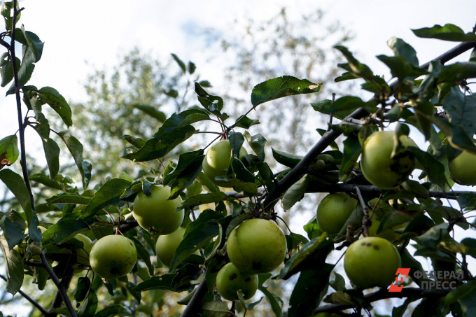 Каслинские садоводы радуются урожаю