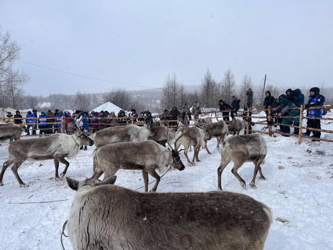 На Ямале продлевают программу ветеринарной поддержки оленеводческих хозяйств коренных народов севера