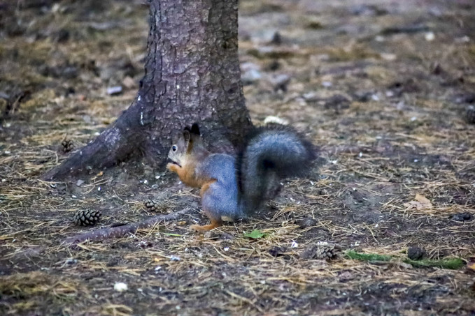 Курганский департамент окружающей среды приглашает посадить деревья